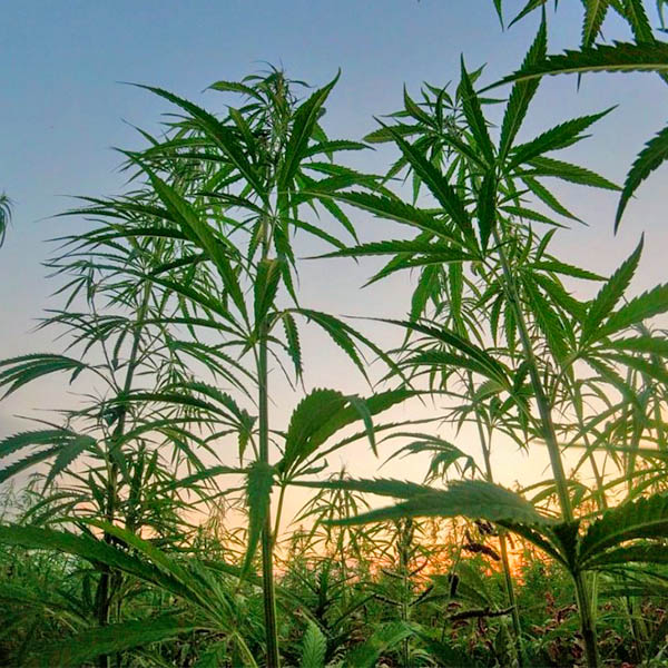 Hemp, Hemp Hooray!