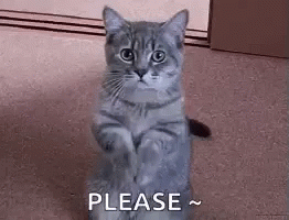 CatPleaseGIF