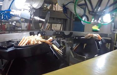 Canadian processors embrace new crab butchering robot