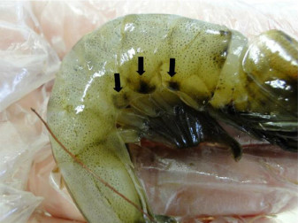 Shrimp Dealers Weigh Benefits Of New Solution For Melanosis