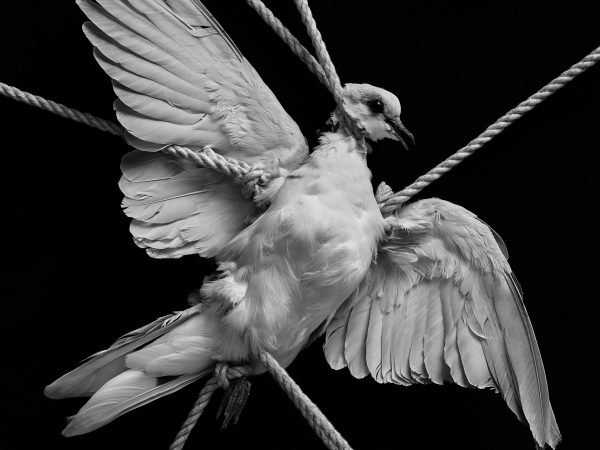 Understanding anarchy from ancient Athens to the dark web