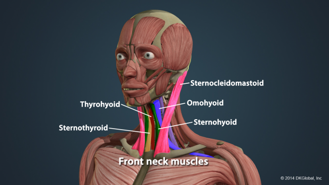 Soft Tissue Injury - Vehicle Rollover Incident