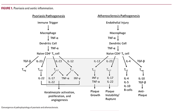 Rethinking the Inflammatory Balance in Psoriasis and Atherosclerosis ...