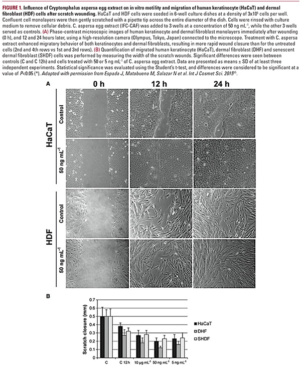 The Mechanisms and Potential Impact of Stem Cell Activation in Skin ...