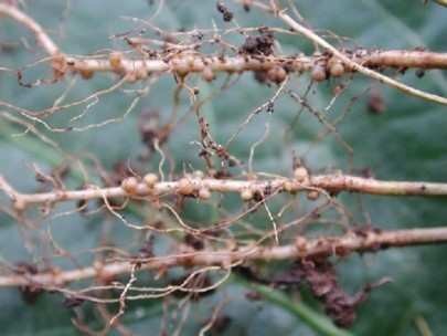 Figure 3: Nodules on plant (Aeschynomene sp.) roots, indicating colonization by rhizobial bacteria. Photo by Tim Motis