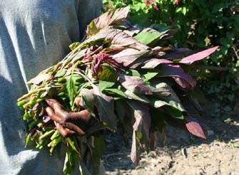 Figure 3: Amaranth leaves (Amaranthus sp.) in Haiti. Photo by Larry Yarger.