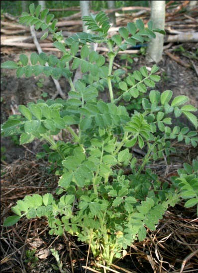 Figure 3: Chickpea plant at ECHO. Photo by Tim Motis.