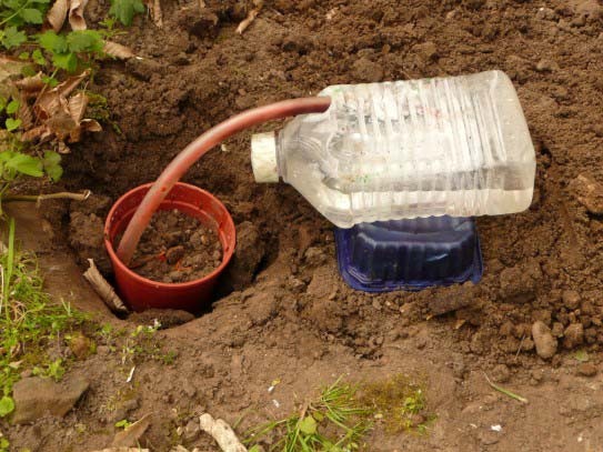 Figure 6: A hole has been cut in the top side of a plastic bottle. A plastic tube with a wick inside connects the water in the bottle and the soil in the pot. The flow rate will depend on the type of wick and on the height difference between the water level and the other end of the wick. To refill the bottle, remove the tube with wick from the bottle hole and insert the tip of a watering can or a hose nozzle. One bottle could water several nearby plants. Photo by Graham Knight.