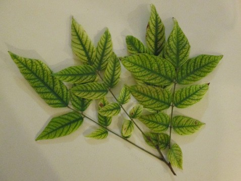 Figure 8. Leaves showing micronutrient deficiencies