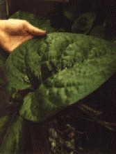 A large leaf of the Bangladesh variety.