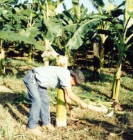 Step 3. Remove all leaves, double the trunk to a shape of the number "7," and drive a thin flat stake which is 5 cm (2.5 in) wide all the way through the center of the trunk at the height shown.