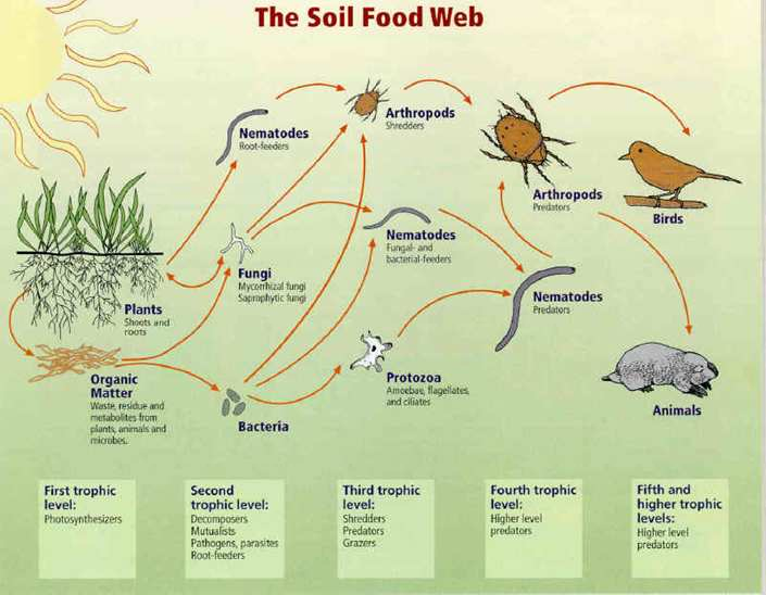 Figure 1: The Soil Food Web. From Ingham, E., et. al. 2000. Soil Biology Primer pg.5. Used with permission of Soil Foodweb, Inc. and Dr. Elaine Ingham.