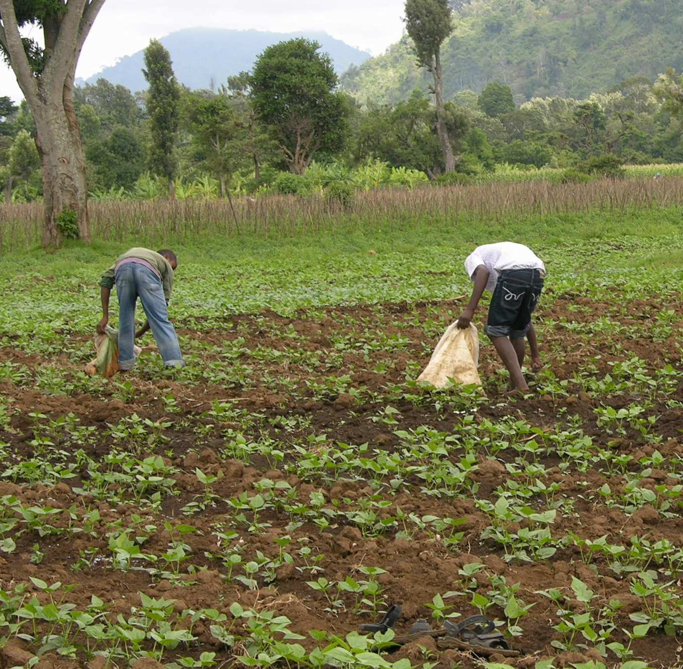 Tanzanian farmers applying fertilizer to bean crop Photo by Tim Motis