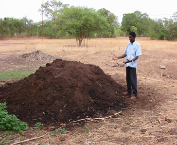 Figure 4. Compost pile for use in zai pits. Photo courtesy of Hamado Sawadogo.