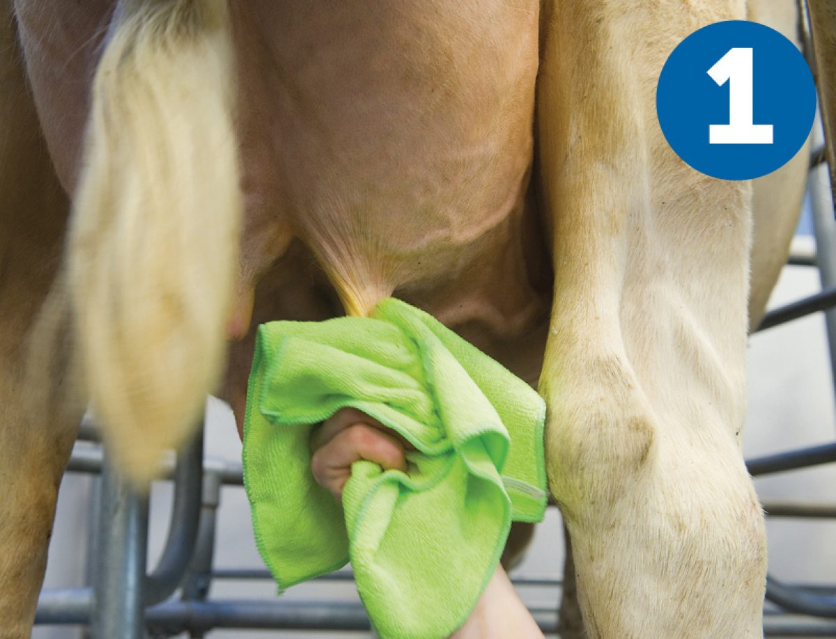 BouMatic Milking gently, quickly and completely.