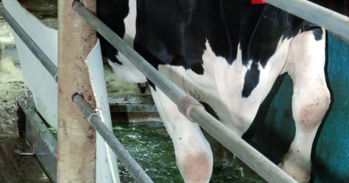 For Your Cows Hoof Care Solutions BouMatic