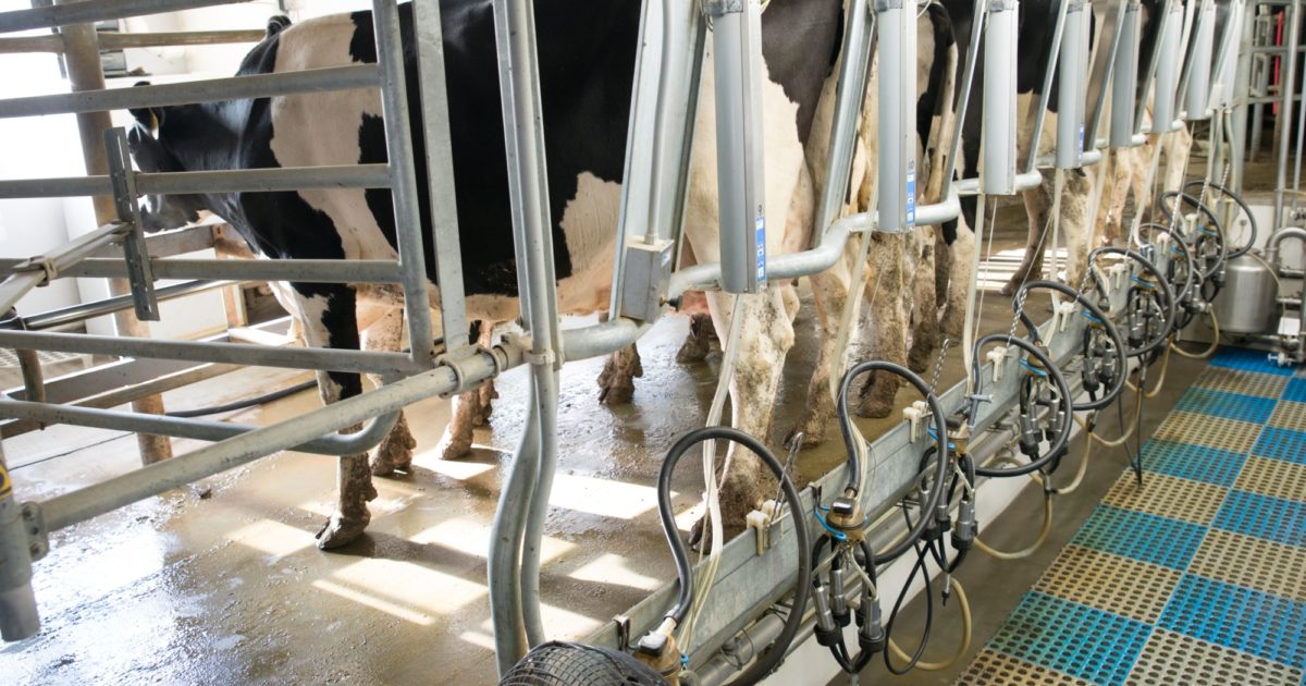 Parabone Parlor Herringbone Parlor Milking Parlor BouMatic