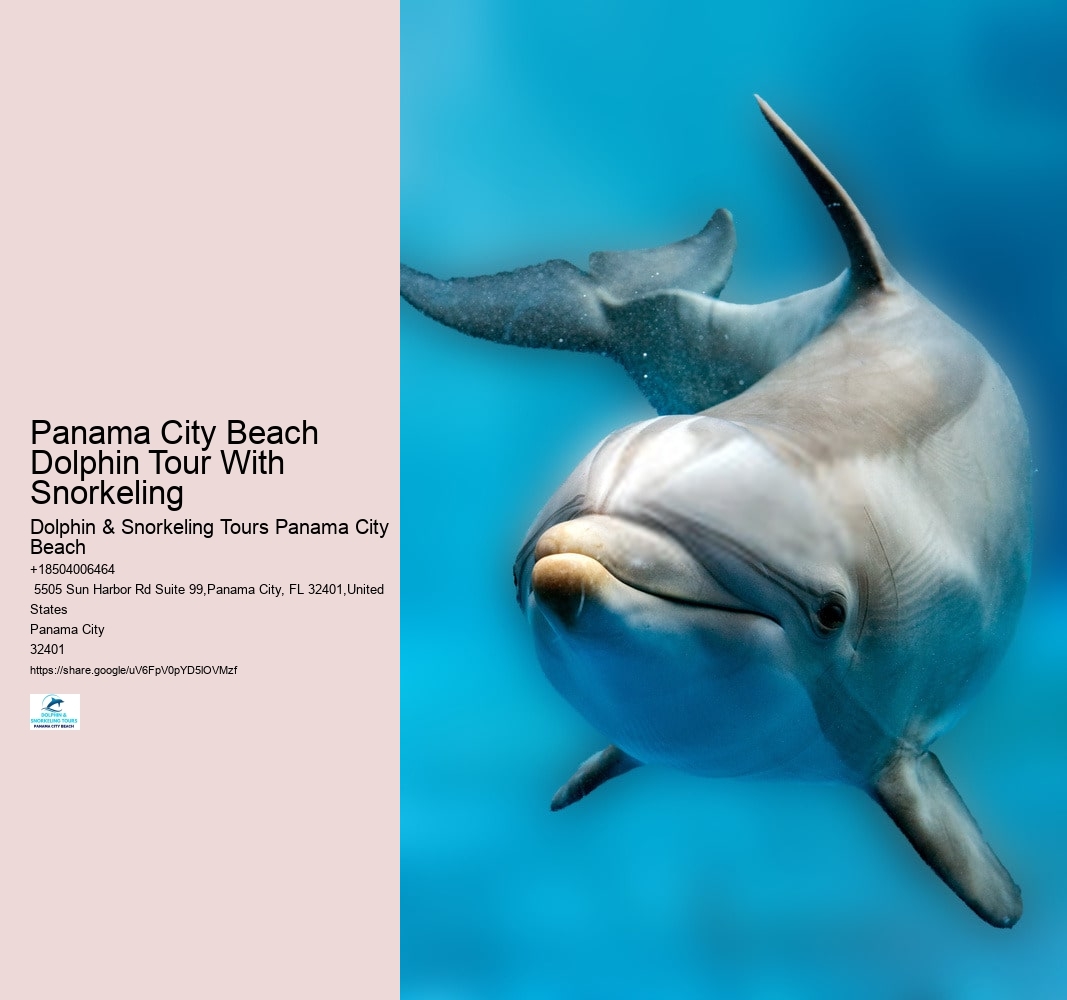 Panama City Beach Dolphin Tour With Snorkeling