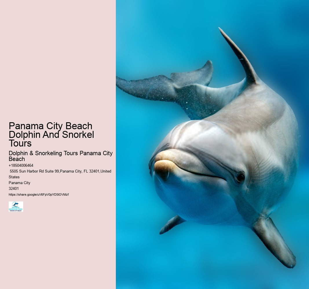 Panama City Beach Dolphin And Snorkel Tours