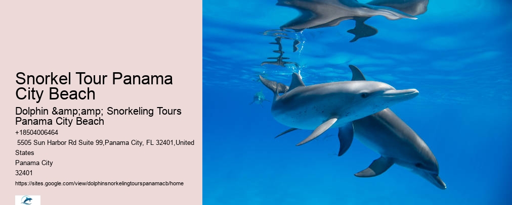 Panama City Beach Shell Island Dolphin And Snorkel Cruise