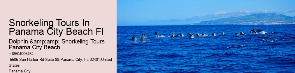 Shell Island Snorkel And Dolphin Catamaran Cruise