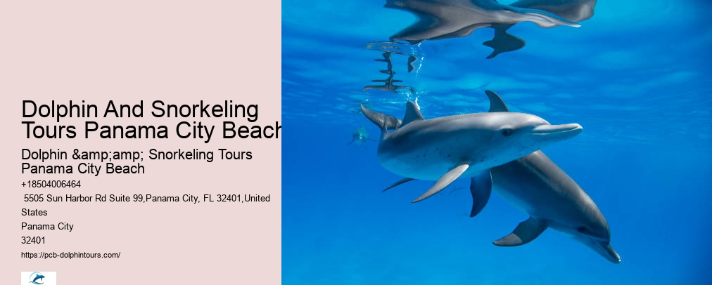 Panama City Beach Dolphin Tour With Snorkeling
