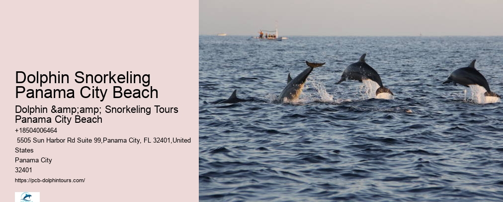 Dolphin Snorkeling Panama City Beach