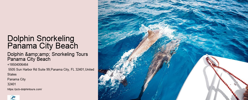 Shell Island Snorkel And Dolphin Catamaran Cruise