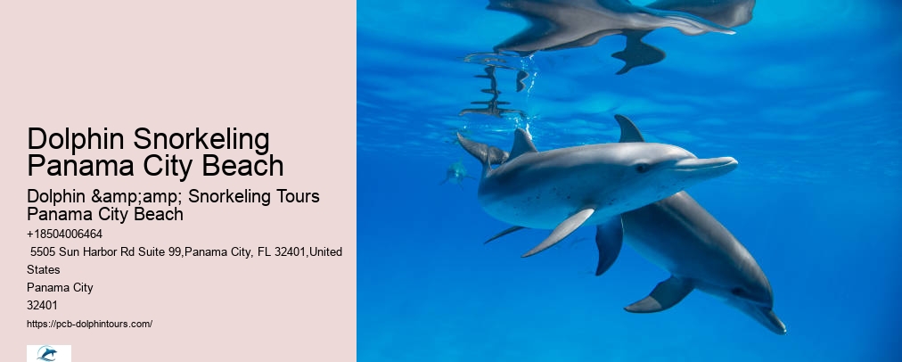 Panama City Beach Shell Island Dolphin And Snorkel Cruise