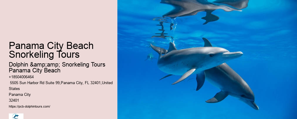 Dolphin Snorkeling Panama City Beach