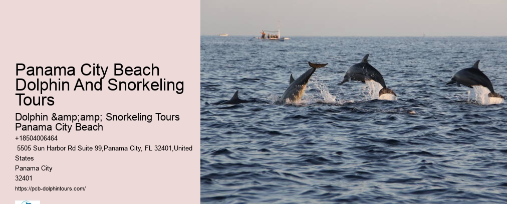 Dolphin And Snorkel Tours Panama City Beach Florida