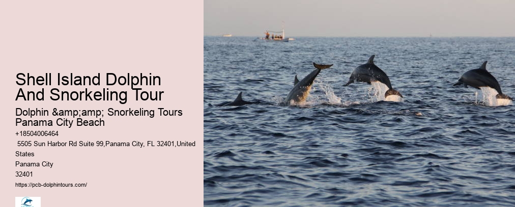 Shell Island Snorkel And Dolphin Catamaran Cruise