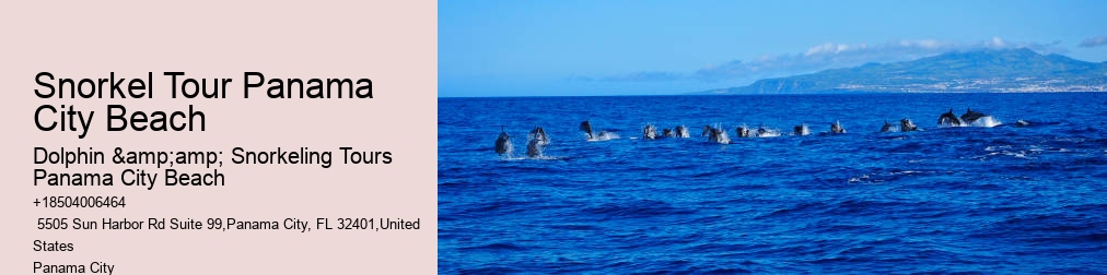 Dolphin And Snorkel Tours Panama City Beach Florida