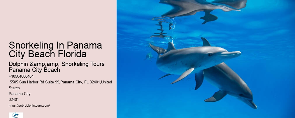 Panama City Beach Dolphin Tour With Snorkeling