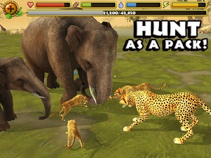 Screenshot Cheetah Simulator on iPad