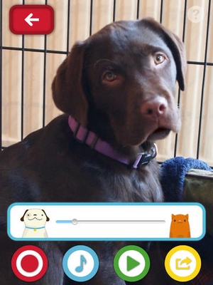 Screenshot My Talking Pet on iPad