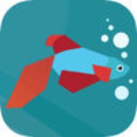 Betta Fish Guide Betta Fish Guide