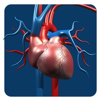 Artery System: CardioVascular Artery System: CardioVascular