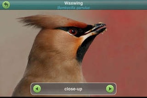 Screenshot Birds of Britain and Ireland (Pro Edition) on iPhone