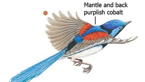 Screenshot The Michael Morcombe and David Stewart eGuide to the Birds of Australia on iPhone
