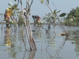 HAITI / MANGROVES