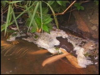 SRI LANKA / TOXIC WATER