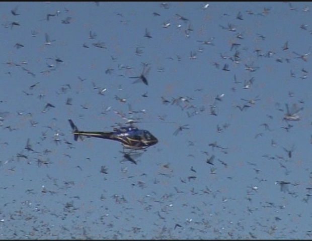 MADAGASCAR / LOCUSTS 
