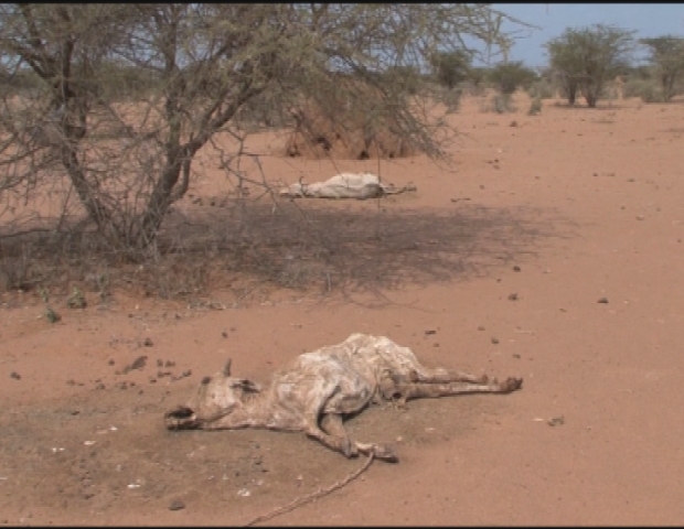 HORN OF AFRICA / DROUGHT