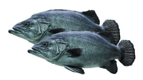 International trade finance for seafood and fish industry