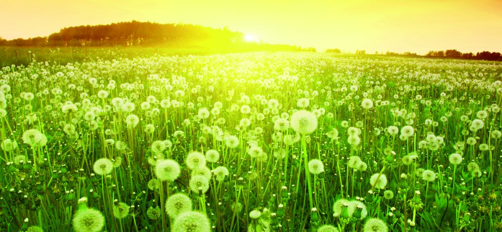 Dandelions in meadow during sunset.