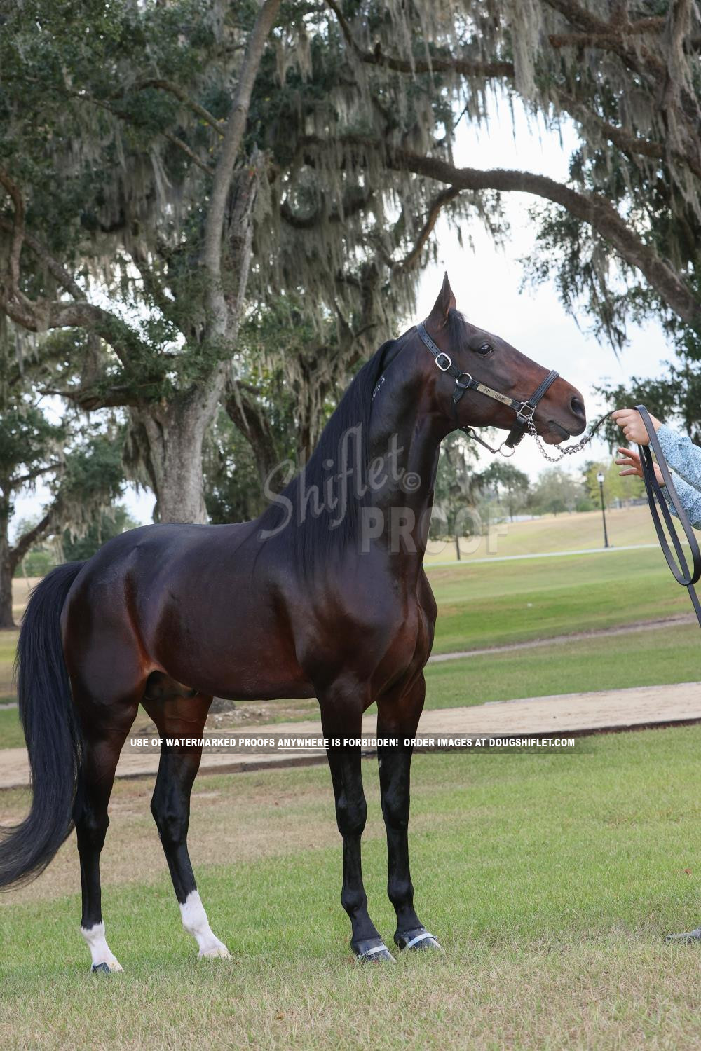 2022 Ocala Horse Show Proofs 2022 Proofs