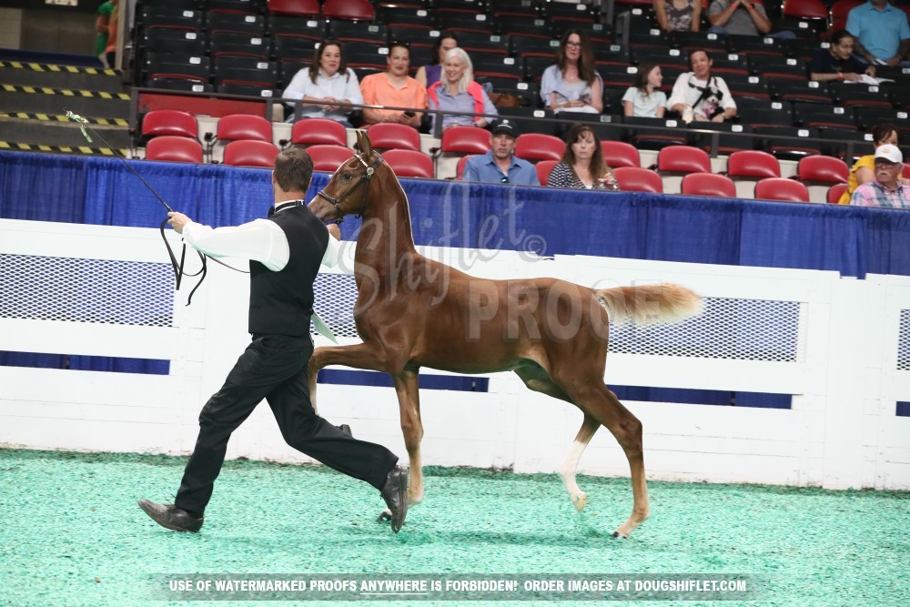 2025 Kentucky State Fair Show - Monday PM - 077 - Jr Five-Gaited ...
