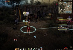 bdo-expensive-camel-feed-2