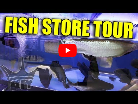monster fish store